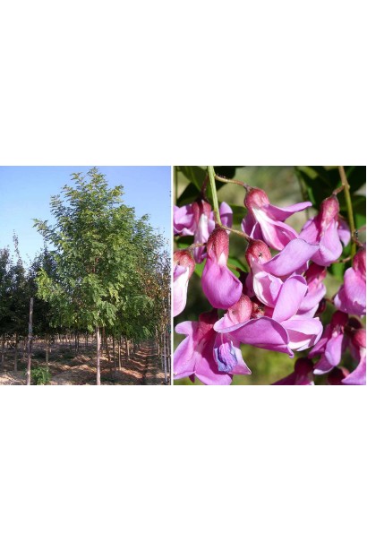 Акація клейка на штамбі в полі